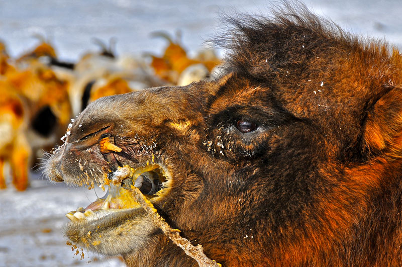 Mongolia